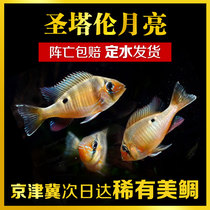 Tropical fish ornamental fish live cichlid Peruvian South American woodsea bream Santa Alain yellow belly Moon Gem