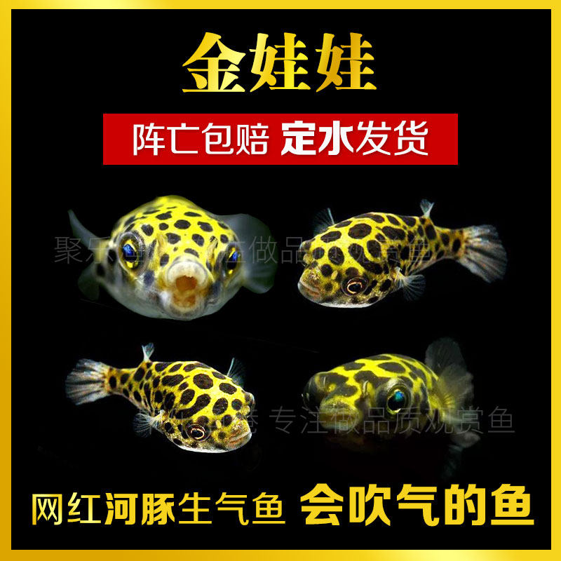 Submarine golden doll dark green puffer puffer fish live tropical ornamental freshwater soda gas blowing balloon fish to remove snails