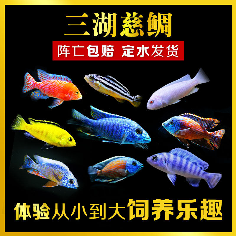 Three Lakes Cichlids Tropical Ornamental Fish Small Freshwater Live Fish Horse Snapper Mixed Snapper African Prince Taiwan Department Fish Pack Live