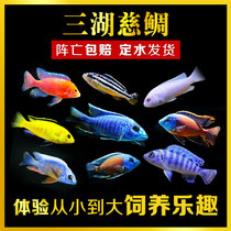 Three lakes cichlid tropical ornamental fish small freshwater live fish horse bream Miscellaneous bream African Prince and Taiwan fish Pack Live