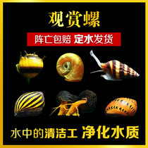 Ornamental snail snail snail nail Golden Orange rabbit Purple Snail