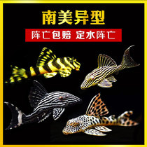 South American tank alien fish living Gold Queen big sail scavenger Emperor blood diamond maze white pearl sword tail