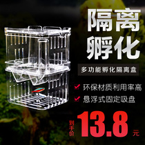 Tropical fish ornamental fish Betta guppies isolated box breeding box small fish spawning room hanging wall hanging