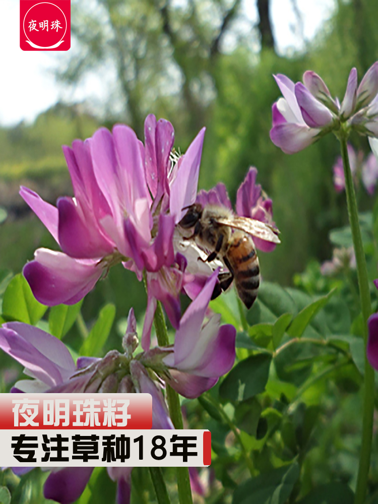 (Night Pearl) Purple Cloud Inseed red flower and grass to see flower and bee honey source spring summer season sowing of pasture grass seed