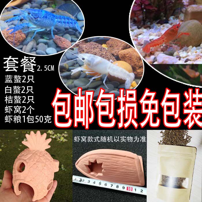 Ornamental shrimp pet shrimp live rice shrimp Florida white crayfish live shrimp seedling package damage