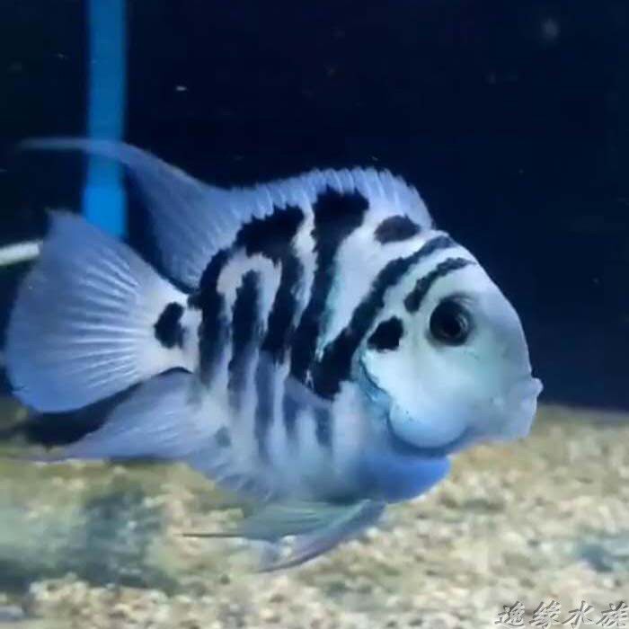 Ornamental fish live mini parrot fish species fish sapphire platinum small tropical fish freshwater pet fish breeding