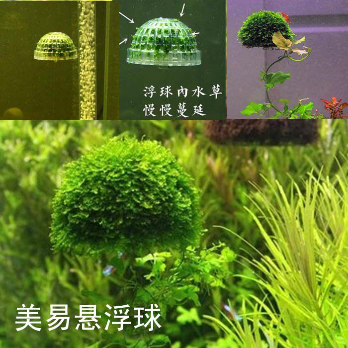Ornamental fish tank grass tank landscaping beautiful easy suspension ball grass tank landscaping grass another shot