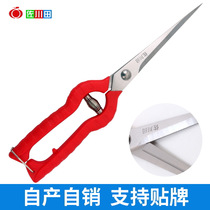 Sagawa Tin 905 lengthy fruit scissors picking fruit cutting Black wolfberry pepper picking tool fruit and vegetable scissors