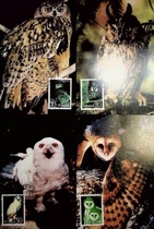 MC-20 Owl Owl China Philatelic Corporation Extreme Film Set of 4 Extreme Postcards