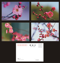 Plum blossom postcards 4 pieces in a set