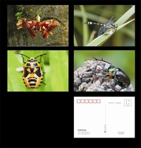 2023 Insects (2) Postcard Type B Set of 4