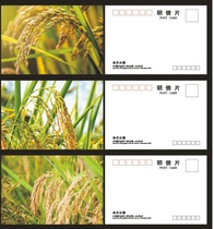 2023 hybrid rice postcard set of 3