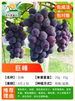 12-летние саженцы (Jufeng) несут 10 килограммов в этом году