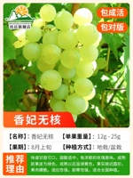 12 -летний Мяо (Сян Фэй не имеет семян) имеет 10 килограммов в этом году