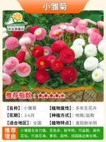 Смешанный -колорный Daisy 1000 зерна удобрений+корневой порошок