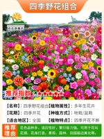 Четыре сезона сочетание диких цветов 1000 пленка дргинс+порошок укоренения