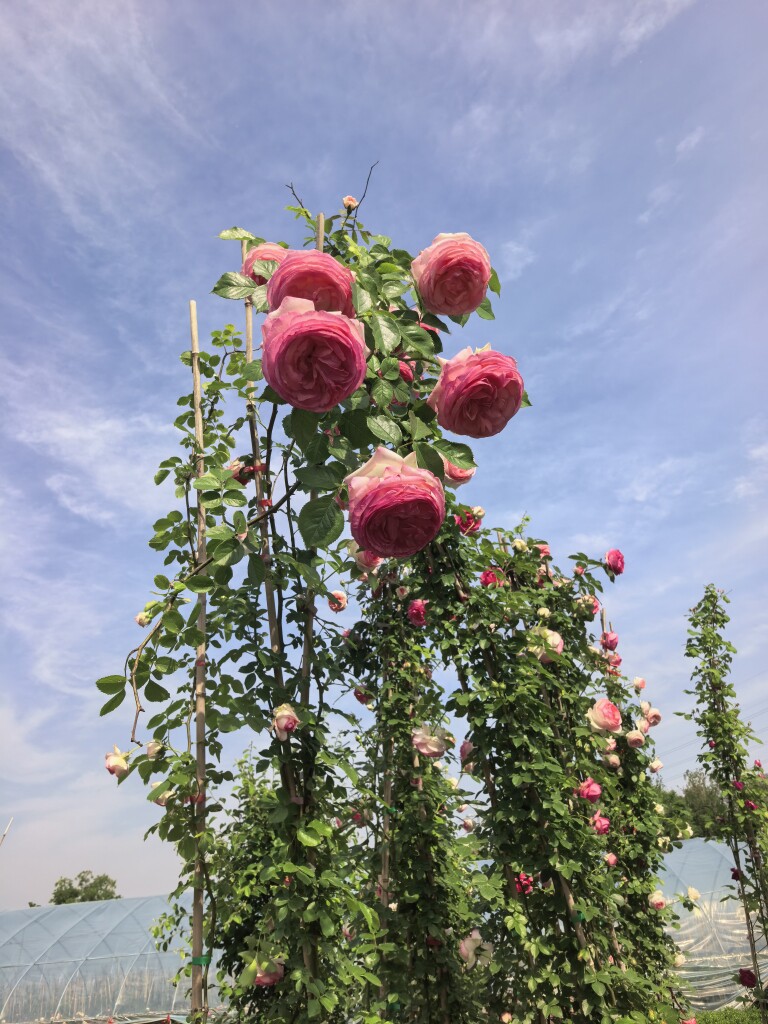 欣怡园浪漫花卉