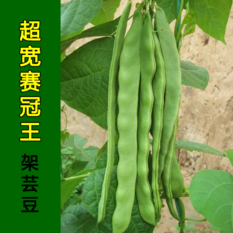 Ultra-wide Crown King Rack Ruby Bean Seed Seed Seeds Early-Cooked High-yield Oil Bean Lentil Bean Horn Spring Season Vegetable Stock