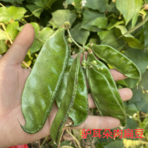 Donkey ear meat lentil seed green side bean pig ears tea bean seed spring summer planting with vegetable seed seedlings