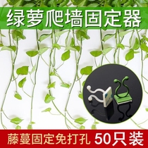  Green dill climbing wall hook climbing vine plant fixing clip Wall hook fixing clip fixing artifact Vine climbing wall buckle