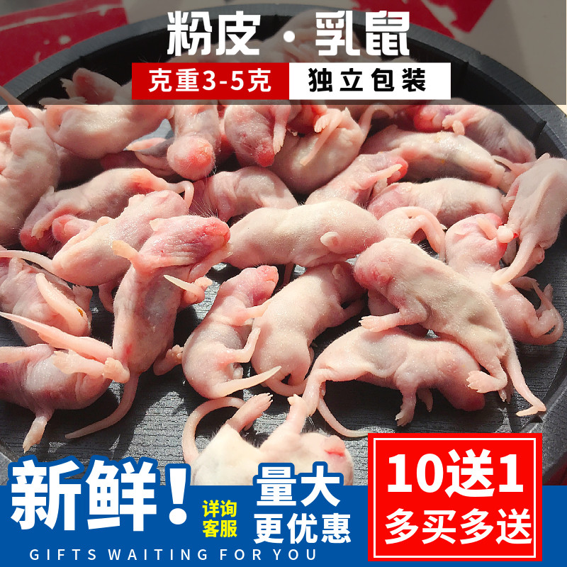 Frozen powder skinned suckling mouse reptile mane lion food feed independent bulk pet palace alligator turtle freeze-dried frozen sterile