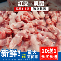 Frozen red skin little white milk mouse reptile maned lion food feed independent bulk pet palace guard