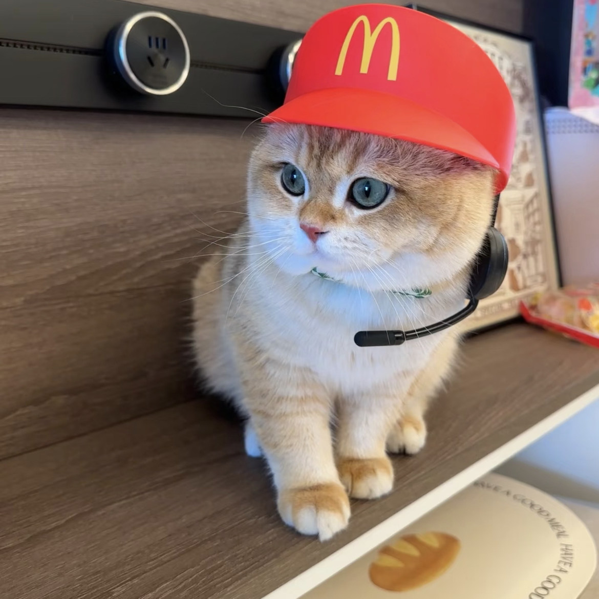 Шапка McDonald's с рацией, шапка для домашних животных, шляпа от солнца, шляпа от солнца, кошачья шапка, вставьте ее, чтобы сделать забавные и милые снимки Изображение 1