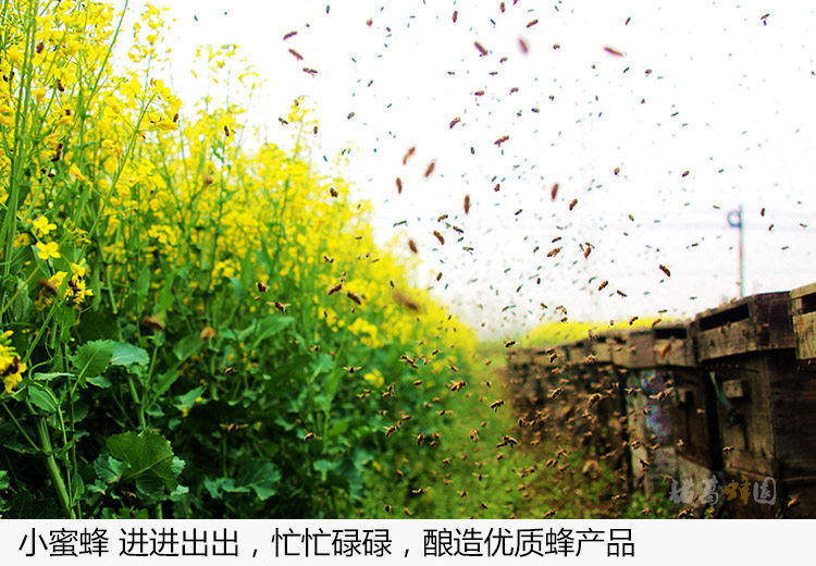 05-Bee Farm 11.jpg