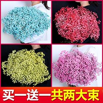 Gypsophila dried flowers weighing a catty of starry dried flowers living room decorations real flowers birthday gifts for people