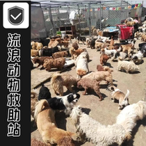 House of Hope one-cent items for rescue and feeding (stray rescue) puppy food building a home
