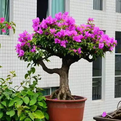 Triangle plum seedlings potted plants with flowers delivery Four Seasons Flowers flower plants balcony stump double petal plum trifolios