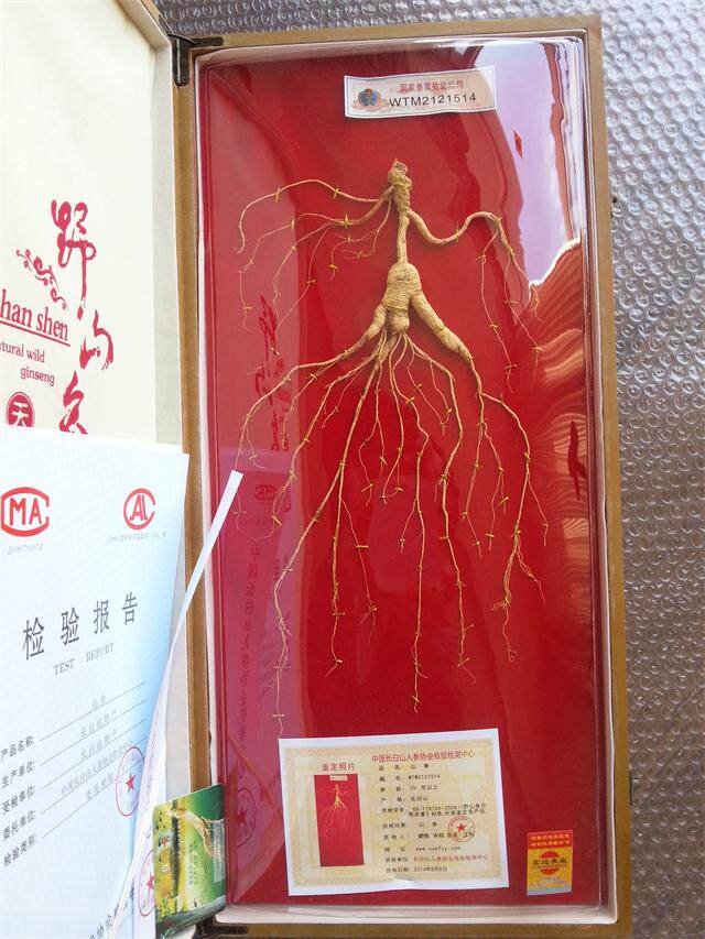 More than 20 years of moving hills Ginseng No Splicing No Distilled national inspection length 60 cm adhesive