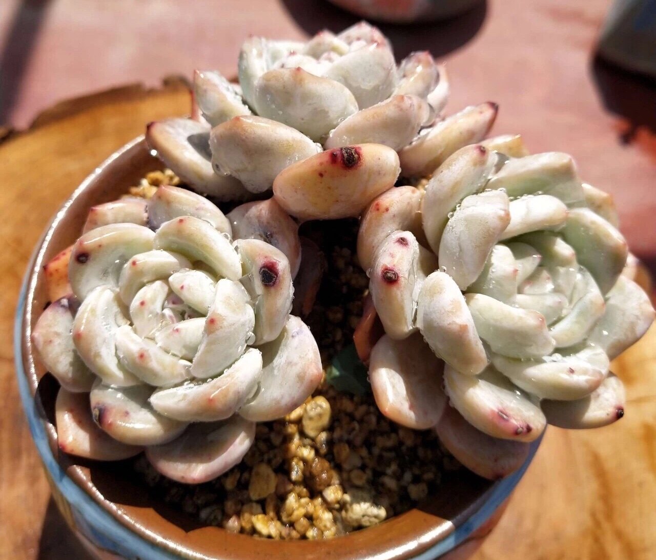 多肉遇上梅雨季 掌握這招就不怕黑腐化水 淘寶海外