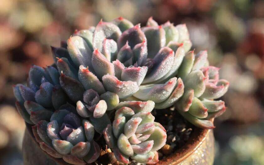 一招培養多肉的缺水意識 幾年不見徒長 淘寶海外