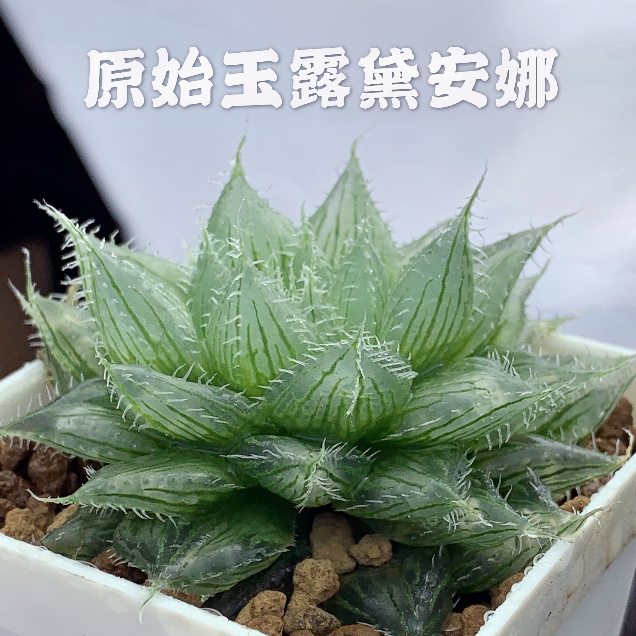 Diana Gyokuro 12 Volumes Original Gyokuro Variety Original 12 Volumes Diana Syringe Gyokuro 7cm