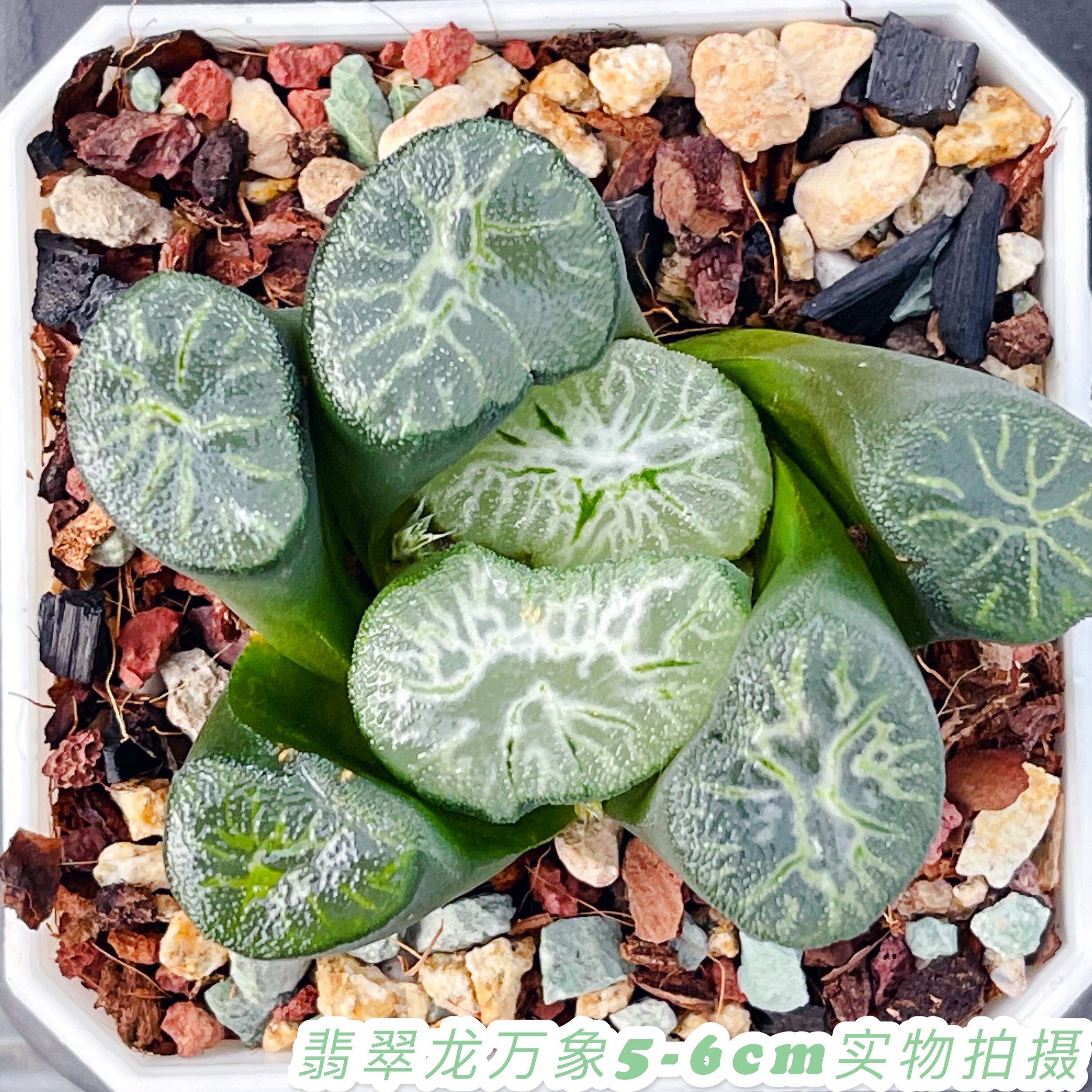 Emerald new dragon vientiane crystal selection large window green pattern twelve rolls of succulents 4-5c