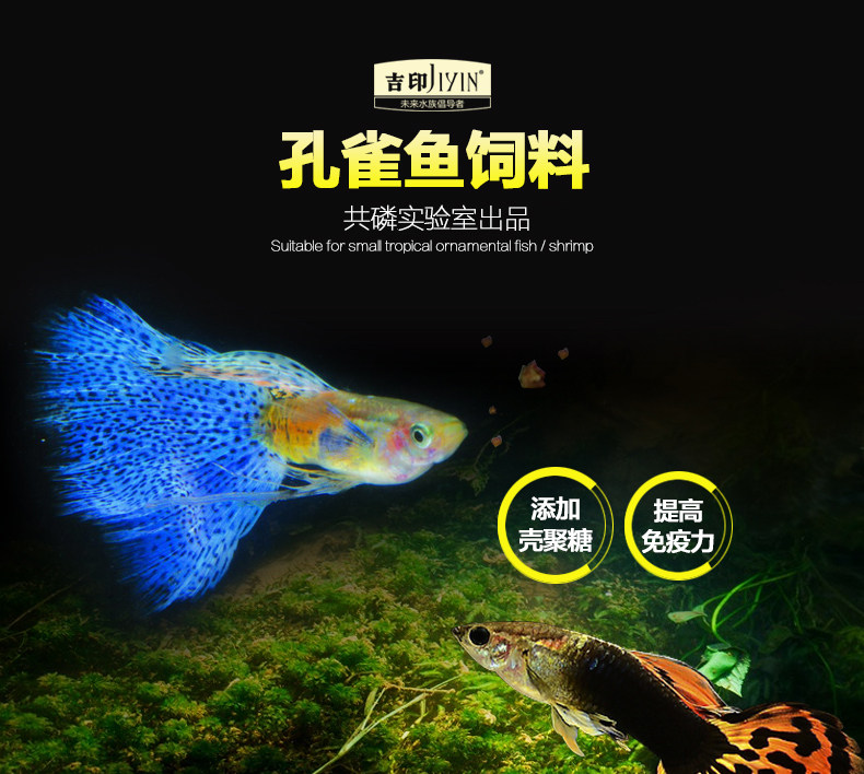 斗鱼饲料能喂孔雀鱼吗,孔雀鱼饲料,孔雀鱼_大山谷图库