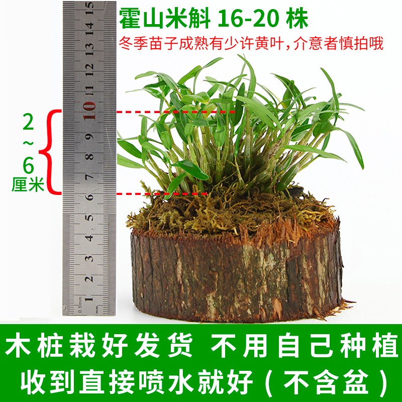 Dendrobium huoshan seedling stakes 3 years dendrobium seedling 15-20 edible stakes planted dendrobium seedling