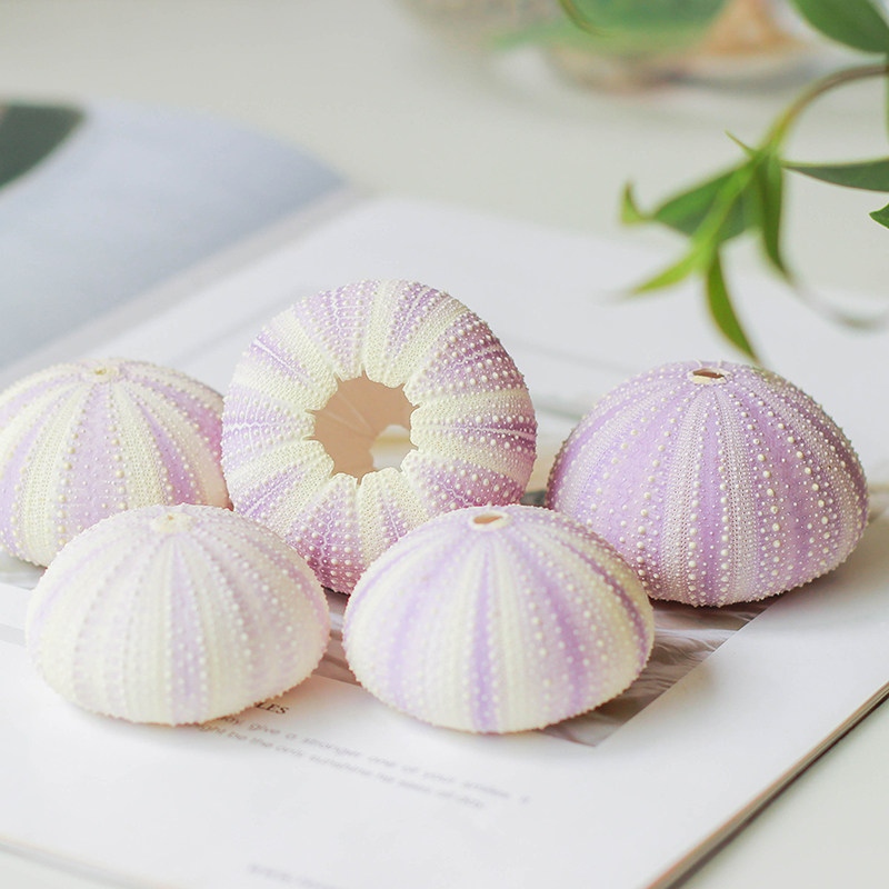 Natural purple sea urchin shell to send girlfriend creative gift conch shell diy pendant desk decoration wedding decoration