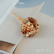 Rare specimen Sandpiper skull snail snail conch shell natural conch shell fish tank landscape marine wind decorations
