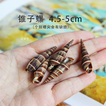 Natural small conch shell cone snail black tip diy handmade material fish tank home decoration drifting bottle props