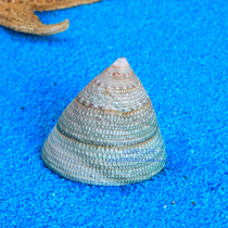 Green Tower snail Green Snail 5cm natural shell conch Mediterranean home photography props aquarium fish tank landscape