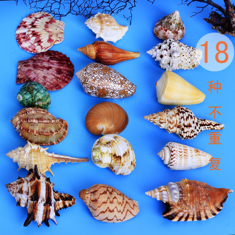 Natural conch shell package combination coral starfish fish tank decoration landscaping wedding props home layout platform