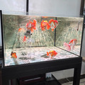 锦亚宠物趣品店