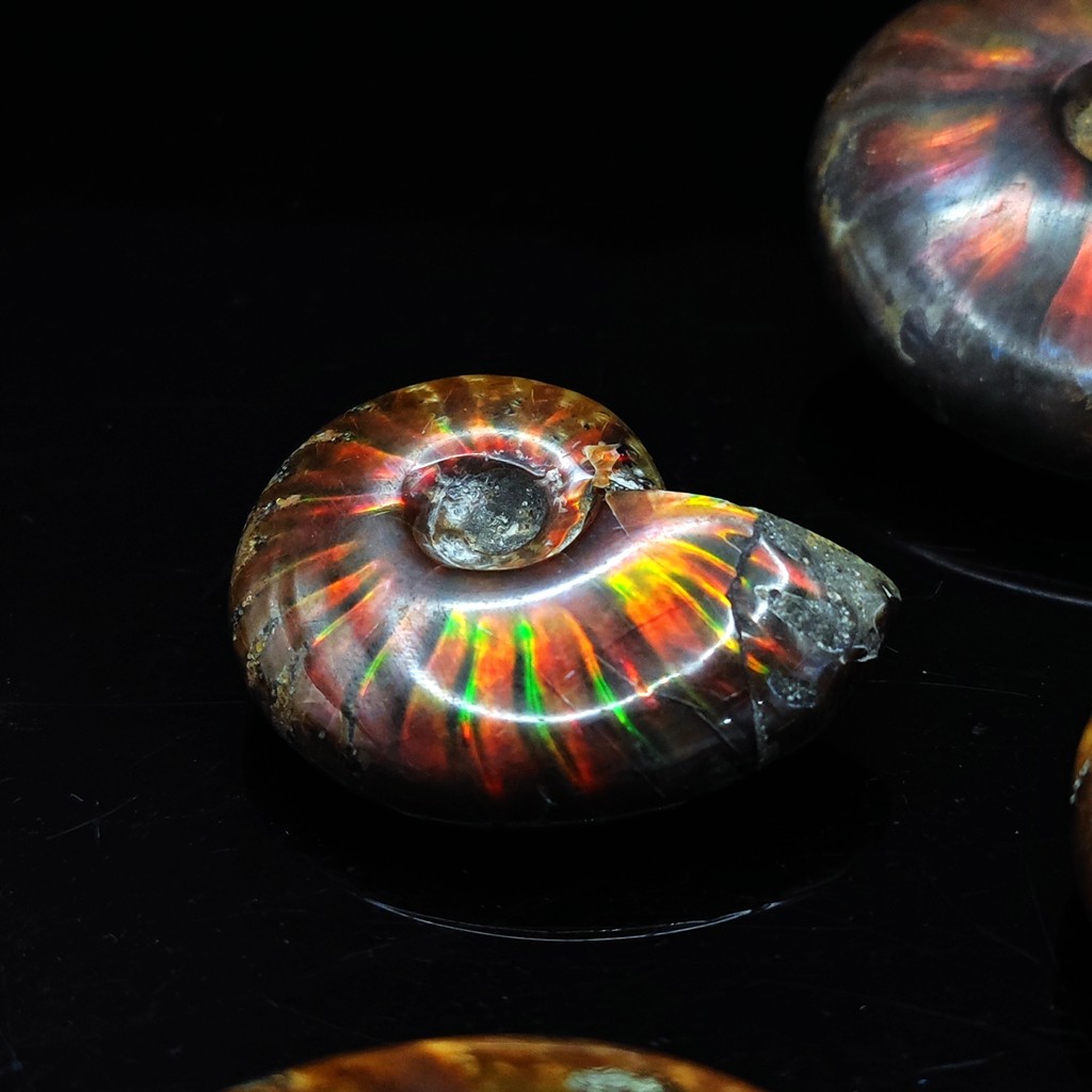 天然マダガスカル古代海洋生物カラフルなカタツムリアンモナイト化石原石地質学教育標本