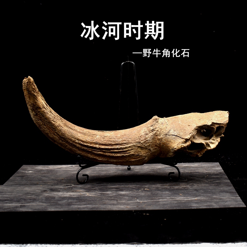 Natural Paleontological Ice Age Animal Fossil: Northeastern Bison Horn Fossil Raw Stone Geological Science Teaching Specimen Display Piece
