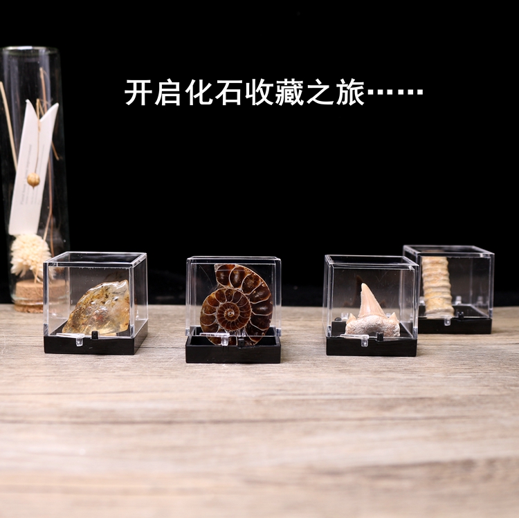 天然の生物化石石の貝殻、アンモナイト、三葉虫、巻貝の歯、猫の鉱物化石、オリジナルの石、人気の科学教育標本