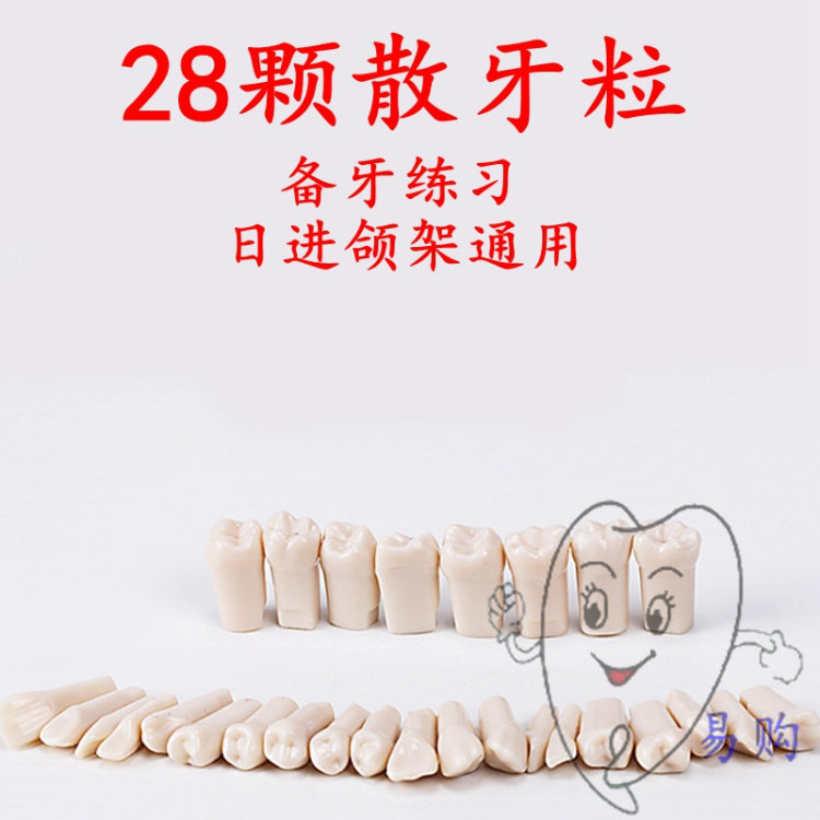 口腔执考树脂牙粒 备冠备洞嵌体全冠 不沾车针考试牙齿 10颗包邮