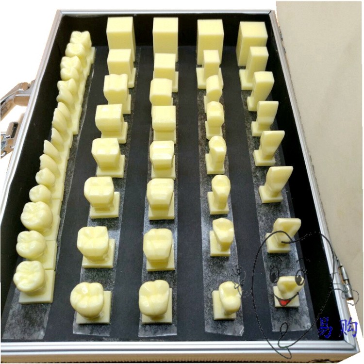 牙科 1.5倍雕牙步骤模型 牙冠雕刻顺序示范 离体牙恒牙形态 包邮