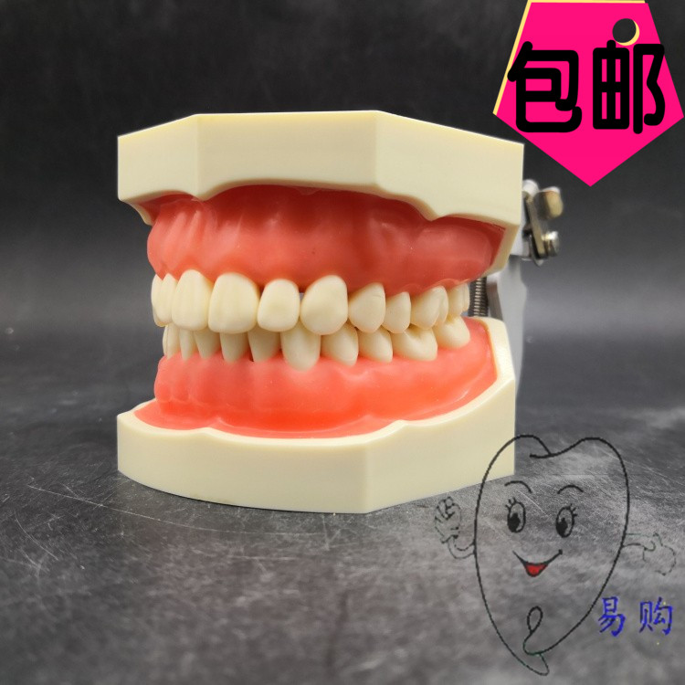 特价清 日进牙用备牙模型 口腔学生练习制备牙体冠窝洞 可拆 包邮
